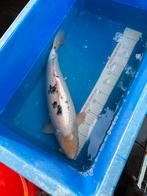55 cm bekko koi, Dieren en Toebehoren, Karper of Koi
