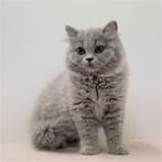Britse Langhaar (kattinnetjes) kittens te koop, Gechipt, 0 tot 2 jaar, Poes