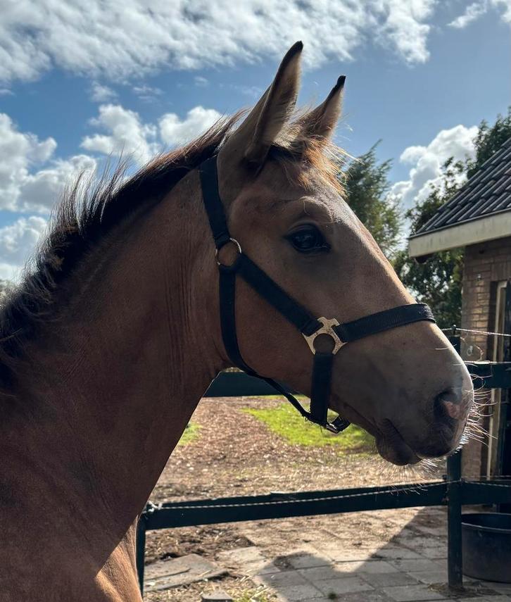 Opzoek naar je droompaard, 2 knappe mannen zoeken hun maatje, Dieren en Toebehoren, Paarden, Hengst, Onbeleerd, Minder dan 160 cm