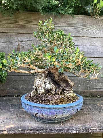 Olea sho hin bonsai  beschikbaar voor biedingen