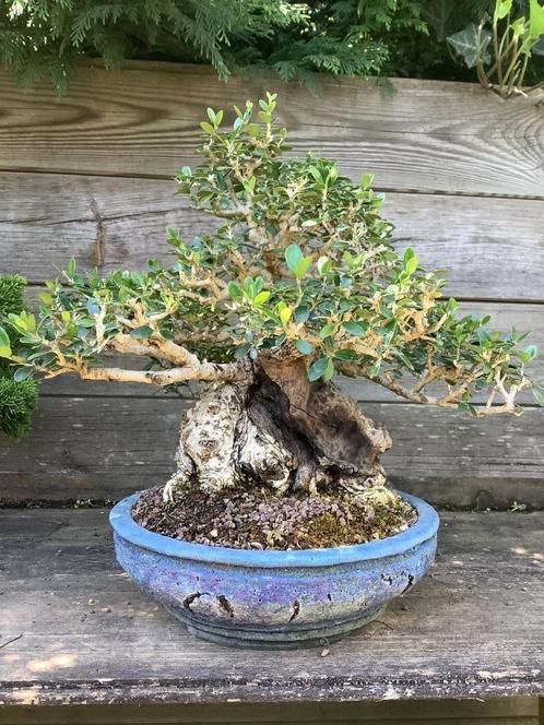 Olea sho hin bonsai, Tuin en Terras, Planten | Bomen, Olijfboom, Minder dan 100 cm, Volle zon, Winter, In pot, Ophalen