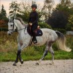 Springpaard merrie, Dieren en Toebehoren, Paarden, Merrie, Springpaard