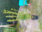 Ligustrum, Tuin en Terras, Planten | Struiken en Hagen, Ophalen