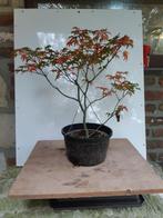 Grote Acer Shishigashira voor Bonsai marcottage, Enlèvement