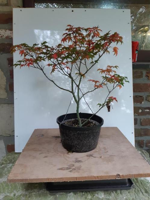 Grote Acer Shishigashira voor Bonsai marcottage, Jardin & Terrasse, Plantes | Arbres, Enlèvement