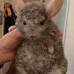 Chinchilla's Curly & Curly Gora, Dieren en Toebehoren, Ophalen of Verzenden, Zo goed als nieuw, Minder dan 75 cm, Chinchilla