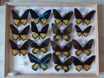 uitzonderlijke vlindercollectie(40lades)deel 2, Ophalen, Nieuw, Insect, Opgezet dier