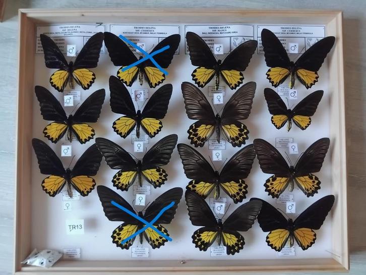 uitzonderlijke vlindercollectie(40lades)deel 2, Verzamelen, Dierenverzamelingen, Nieuw, Opgezet dier, Insect, Ophalen