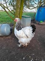 2 Brahma Hennen wit-zwartcolumbia, Femelle, Poule ou poulet