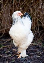 Brahma groothoender kippen jonge hennen beschikbaar, Poule ou poulet, Femelle
