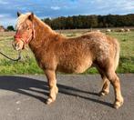 Shetlander, Dieren en Toebehoren, Pony's, Ruin, Gechipt, Zadelmak, A pony (tot 1.17m)