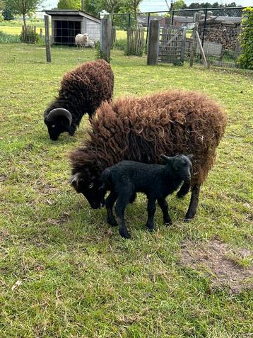 Ouessant ram lammetjes