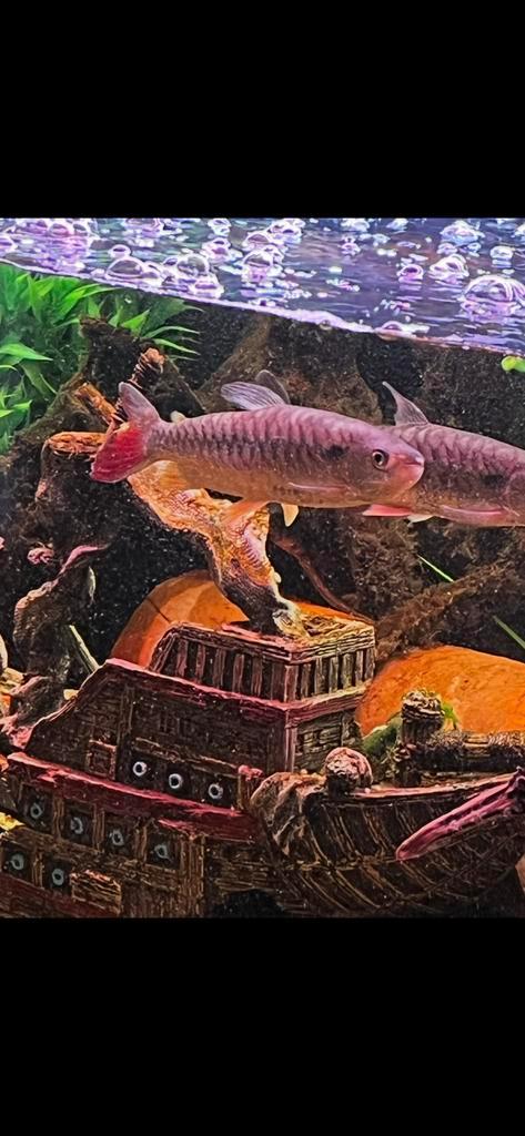 2 volwassen roofvissen, Dieren en Toebehoren, Vissen | Aquariumvissen, Zoetwatervis, Vis, Schoolvis