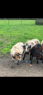 Kameroen schapen, Dieren en Toebehoren, Schapen, Geiten en Varkens