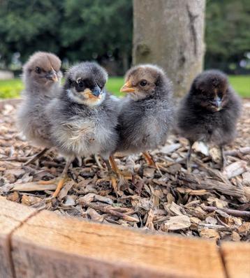 Kuikens groene kaki eieren kippen kleurleggers  beschikbaar voor biedingen