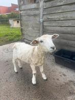 Devon en Cornwall, Ophalen of Verzenden