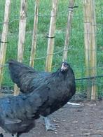 Australorp kippen, Dieren en Toebehoren, Pluimvee