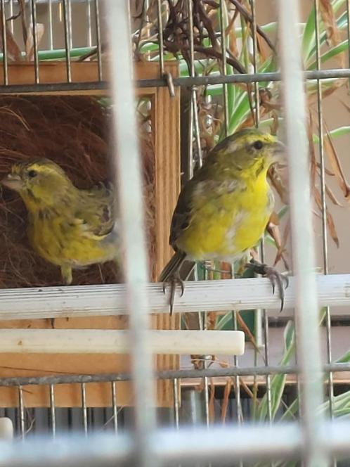 geelbuikcini, citroenborstedelz. en wijnrode amarant, Dieren en Toebehoren, Vogels | Overige Vogels, Tropenvogel, Meerdere dieren