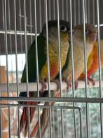 Pyrrhura jonge 2026 dubbel splitten, Animaux & Accessoires, Sexe inconnu, Perruche, Bagué