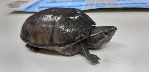 MUSKUS SCHILDPAD, Dieren en Toebehoren, Reptielen en Amfibieën, Schildpad, 0 tot 2 jaar, Tam