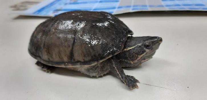 MUSKUS SCHILDPAD, Dieren en Toebehoren, Reptielen en Amfibieën, Schildpad, 0 tot 2 jaar, Tam