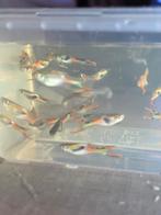 Guppy´s mannen. Per 10 stuks.