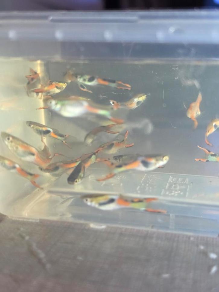 Guppy´s mannen. Per 10 stuks., Animaux & Accessoires, Insectes & Araignées