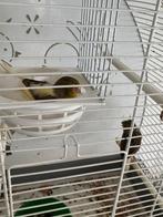 Koppel gloster kanaries te koop, Dieren en Toebehoren