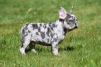 Franse Bulldog pups te koop, Dieren en Toebehoren, Honden | Bulldogs, Pinschers en Molossers, 15 weken tot 1 jaar, Buitenland