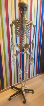 Anatomie skelet, Diversen, Ophalen of Verzenden, Zo goed als nieuw