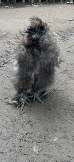 Zijdehoen - krulveer haantje, Dieren en Toebehoren, Pluimvee
