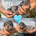 Zeer mooie dwerg/kaninchen teckels, België, Fokker | Hobbymatig, 8 tot 15 weken, Korthaar