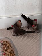 Sint helena fazantje, Dieren en Toebehoren, Vogels | Overige Vogels, Meerdere dieren, Tropenvogel, Geringd