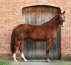 Lieve 4 jarige ruin van Dream Boy x De Niro | Zadelmak, Gechipt, Ruin, Dressuurpaard, Zadelmak