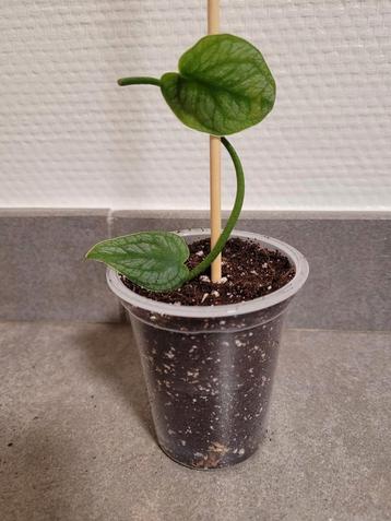 monstera dubia, Huis en Inrichting, Ophalen of Verzenden