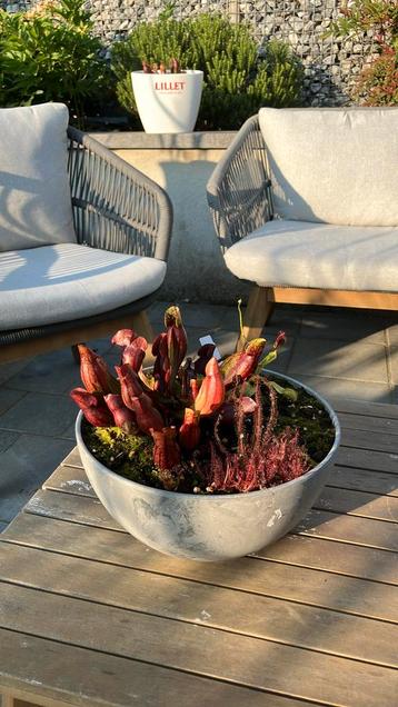 Trompetbekerplant, drosera en venus vliegenval beschikbaar voor biedingen