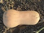 Butternuts BIO, Tuin en Terras, Planten | Tuinplanten, Ophalen