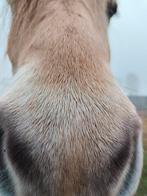 GEZOCHT: Weide, Dieren en Toebehoren