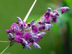 Thalia Delbata, Ophalen, Volle zon, Vaste plant, Zomer