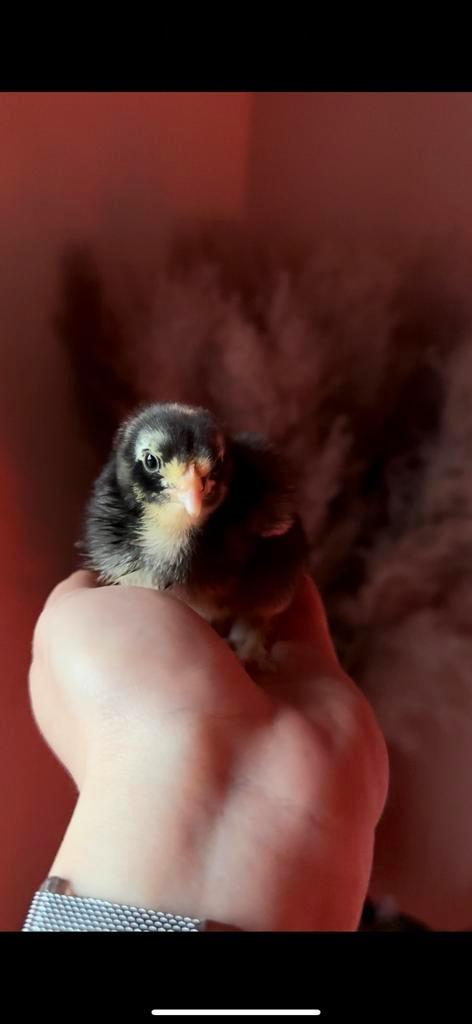 Mechelse koekoek, 7 weken oud, Dieren en Toebehoren, Pluimvee, Kip, Geslacht onbekend