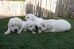 Prachtige Golden retriever pups (ouders aanwezig!), Dieren en Toebehoren, Golden retriever, België, CDV (hondenziekte), 8 tot 15 weken