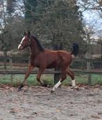 Poulain BWP, Animaux & Accessoires, Chevaux