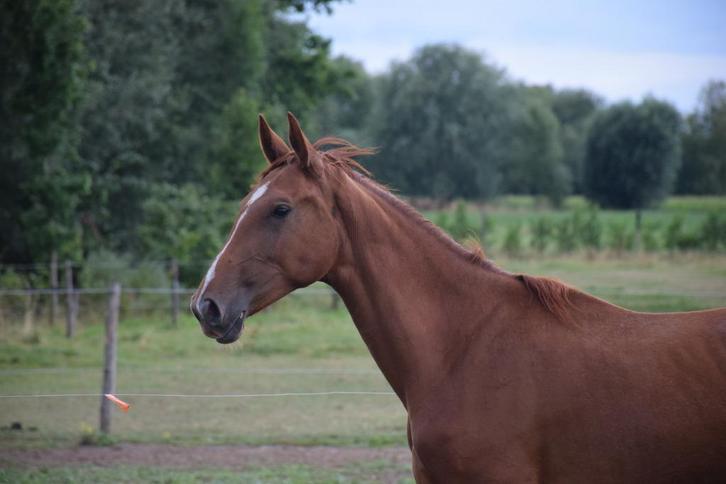 2,5jarige chique merrie met toppedigree, Dieren en Toebehoren, Paarden, Merrie, Onbeleerd, 165 tot 170 cm, 0 tot 2 jaar, Dressuurpaard