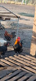 Slacht Haan, Dieren en Toebehoren