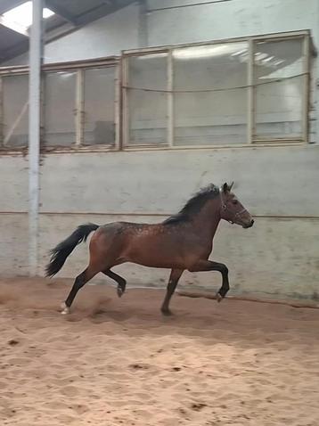 D pony hengst (2jaar), Dieren en Toebehoren, Hengst