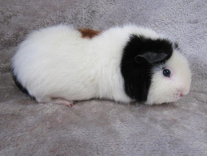 Mooi US teddy zeugje als knuffel, Dieren en Toebehoren, Knaagdieren, Vrouwelijk, Cavia, December