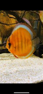 Discus