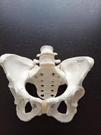 anatomisch vrouwelijk bekken (vroedkunde), Diversen, Ophalen of Verzenden, Zo goed als nieuw