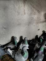 Jonge duiven, Dieren en Toebehoren, Vogels | Duiven