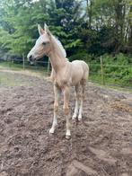 Superknap palomino veulen